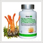 Кордицепс Тяньши